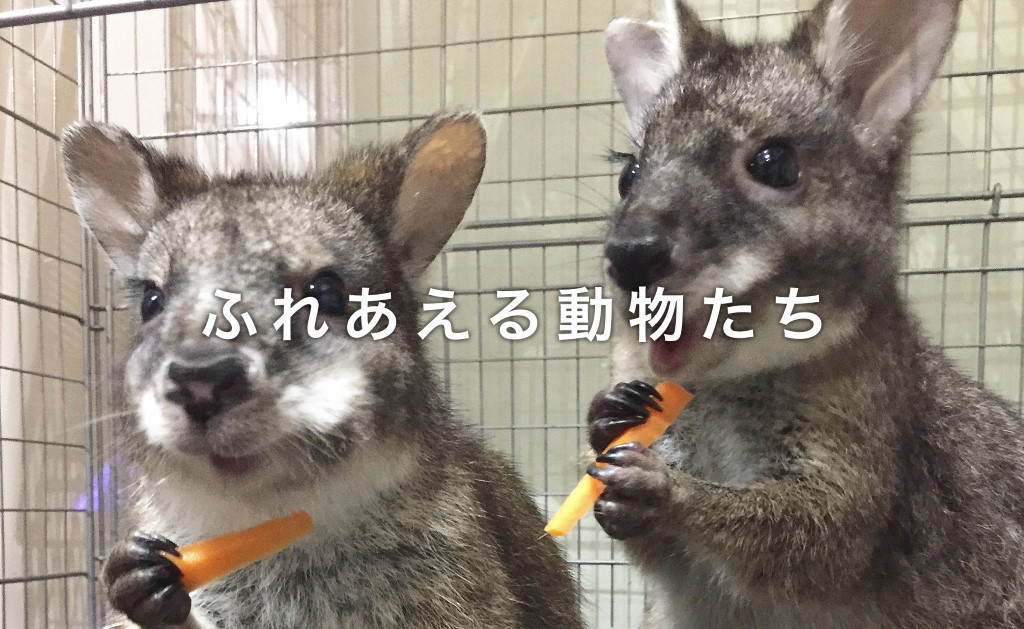 爬にまるカフェ ふれあえる動物たち